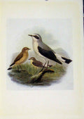 Original Old Antique Print Birds Britain By Dresser Wheatear C1907 Color 20th