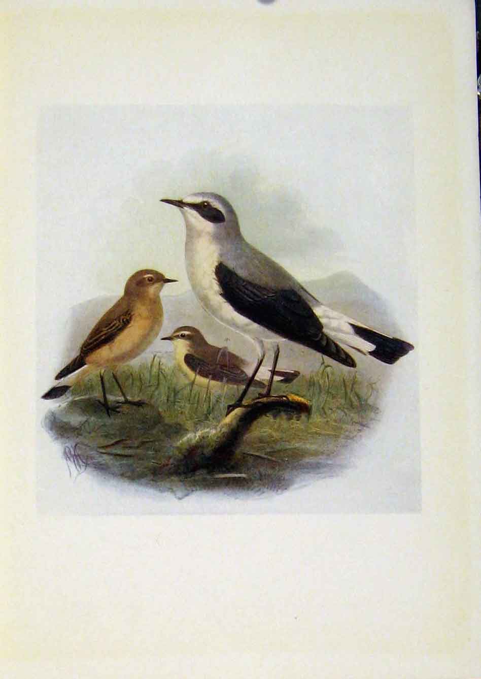 Original Old Antique Print Birds Britain By Dresser Wheatear C1907 Color 20th