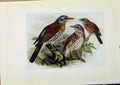 Original Old Antique Print Birds Britain By Dresser Fieldfare Color C1907 20th