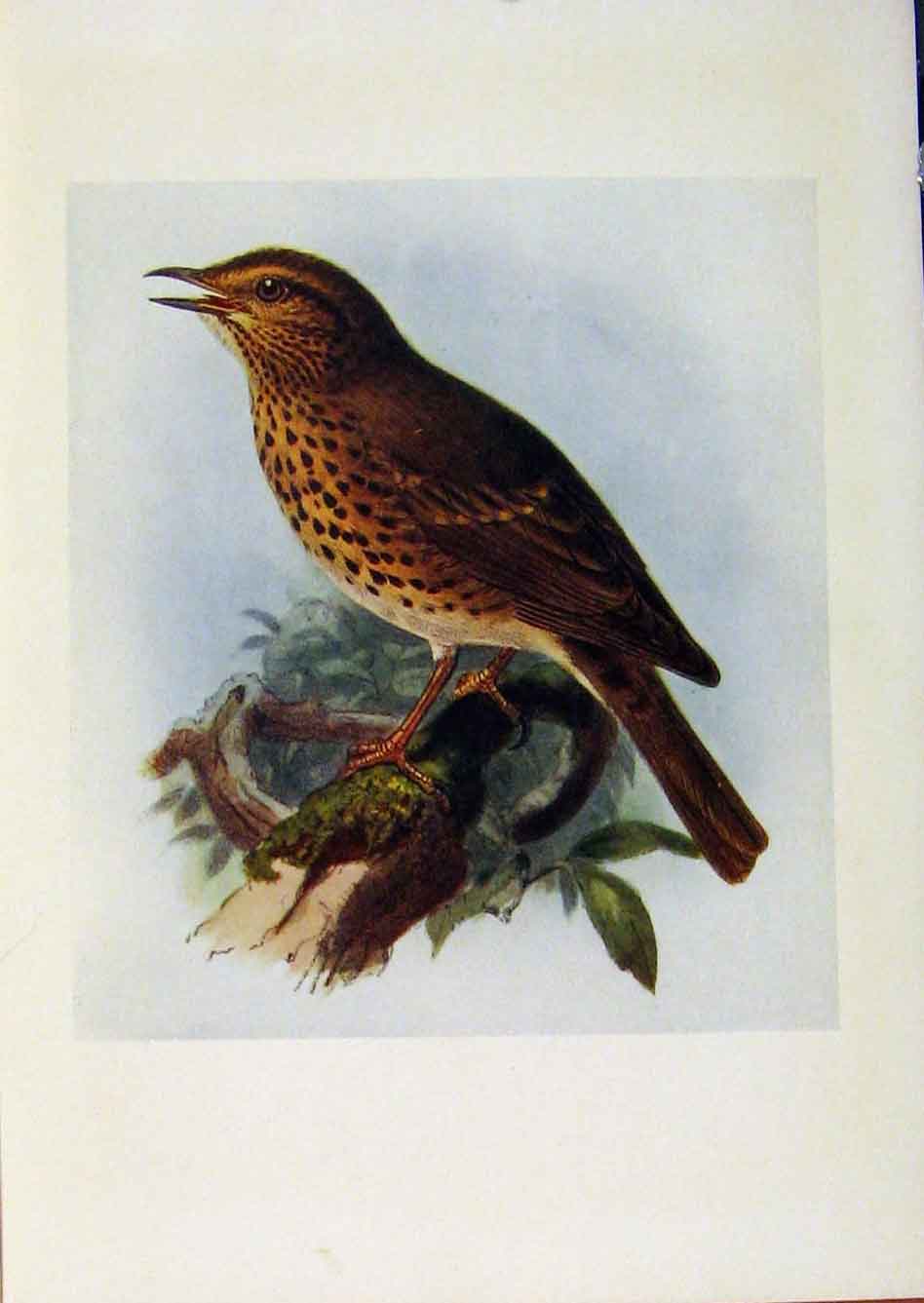 Original Old Antique Print Birds Britain By Dresser Song Thrush Color C1907 Art