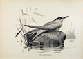 Original Old Antique Print Birds Useful And Harmful Common Tern By Csorgey C1909