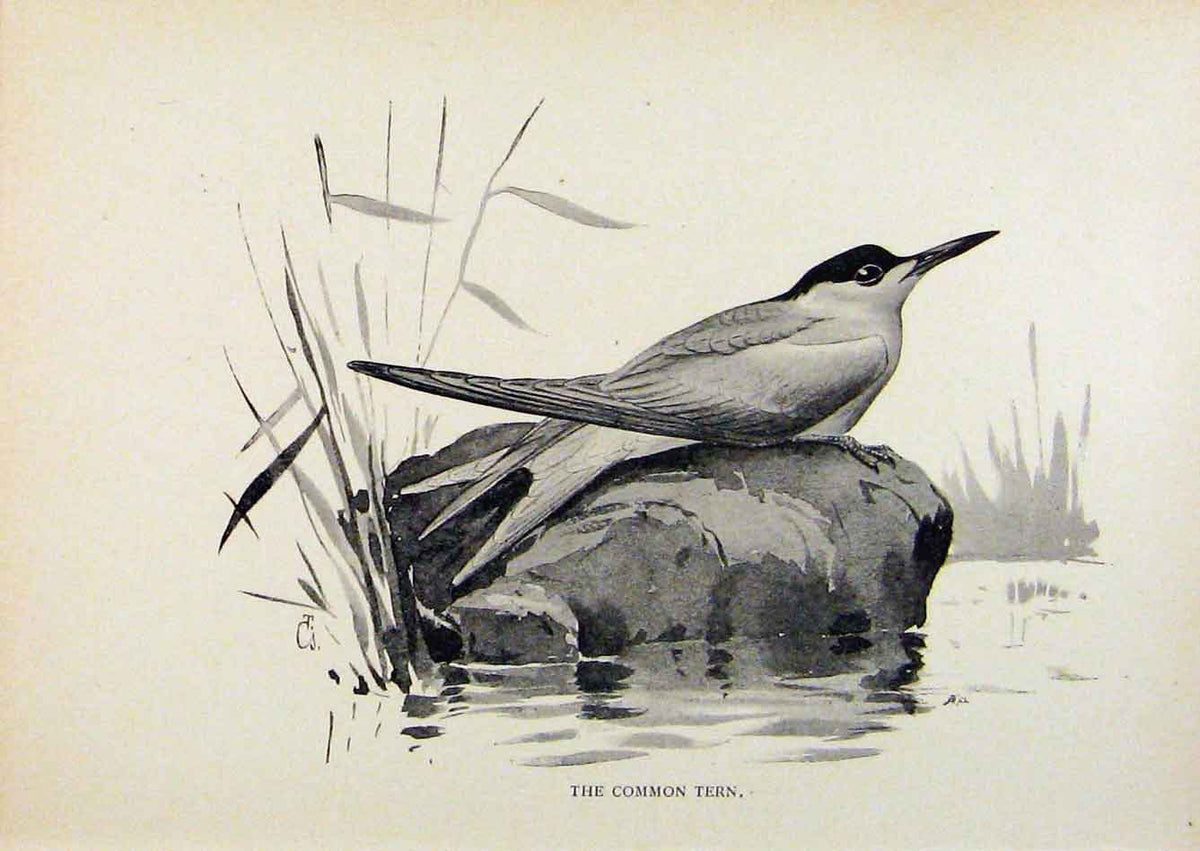Original Old Antique Print Birds Useful And Harmful Common Tern By Csorgey C1909
