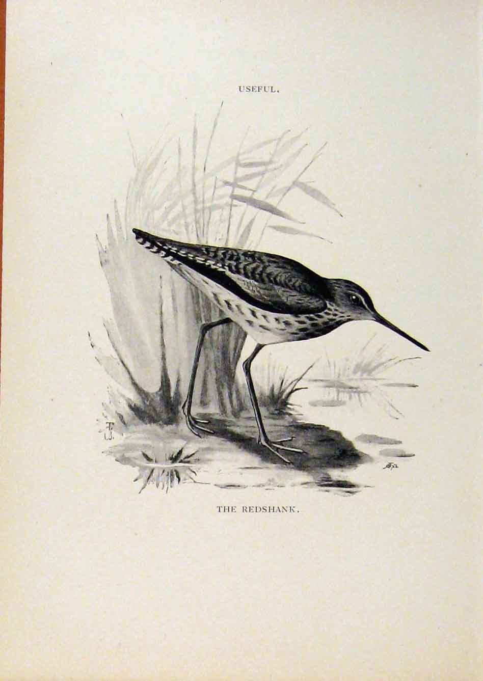 Old Antique Print Birds Useful And Harmful Redshank By Csorgey C1909 Art 20th