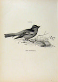 Original Old Antique Print Birds Useful And Harmful Chaffinch C1909 By Csorgey