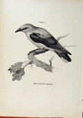 Original Old Antique Print Birds Useful And Harmful Gen Oriole By Csorgey