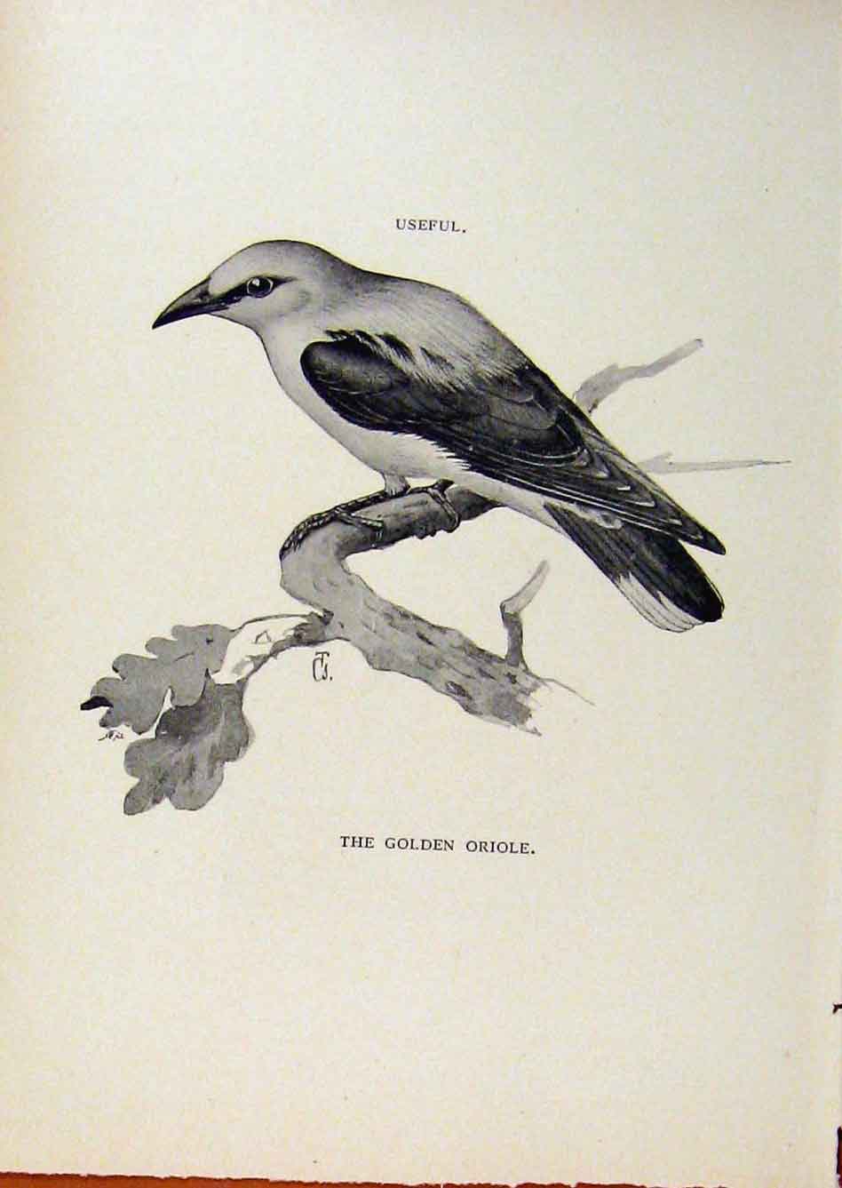 Original Old Antique Print Birds Useful And Harmful Gen Oriole By Csorgey