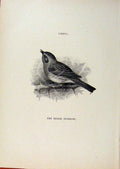 Old Antique Print Birds Useful And Harmful Hedge Sparrow By Csorgey C1909 20th