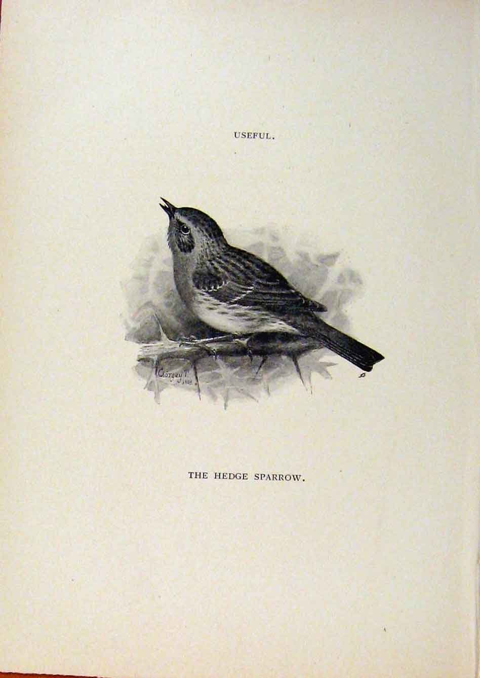 Old Antique Print Birds Useful And Harmful Hedge Sparrow By Csorgey C1909 20th