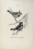 Original Old Antique Print Birds Useful And Harmful Crested And Coal Titmouse