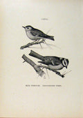 Original Old Antique Print Birds Useful & Harmful Blue Titmouse GCrested Wren