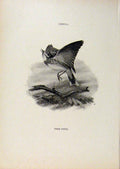 Original Old Antique Print Birds Useful And Harmful Tree Pi[Pit By Csorgey C1909