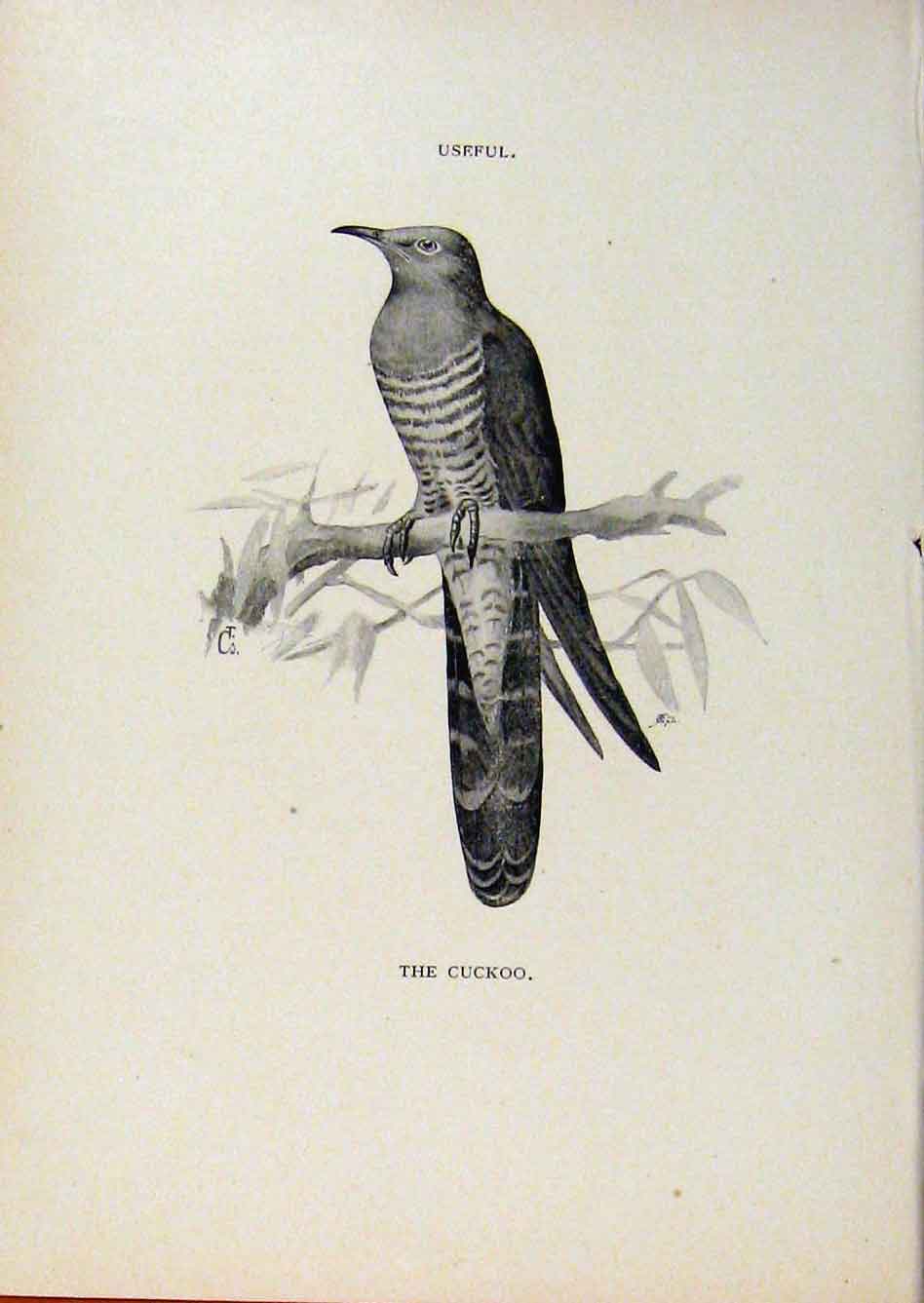 Original Old Antique Print Birds Useful And Harmful Cuckoo C1909 By Csorgey 20th