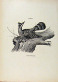 Original Old Antique Print Birds Useful And Harmful Wryneck By Csorgey C1909