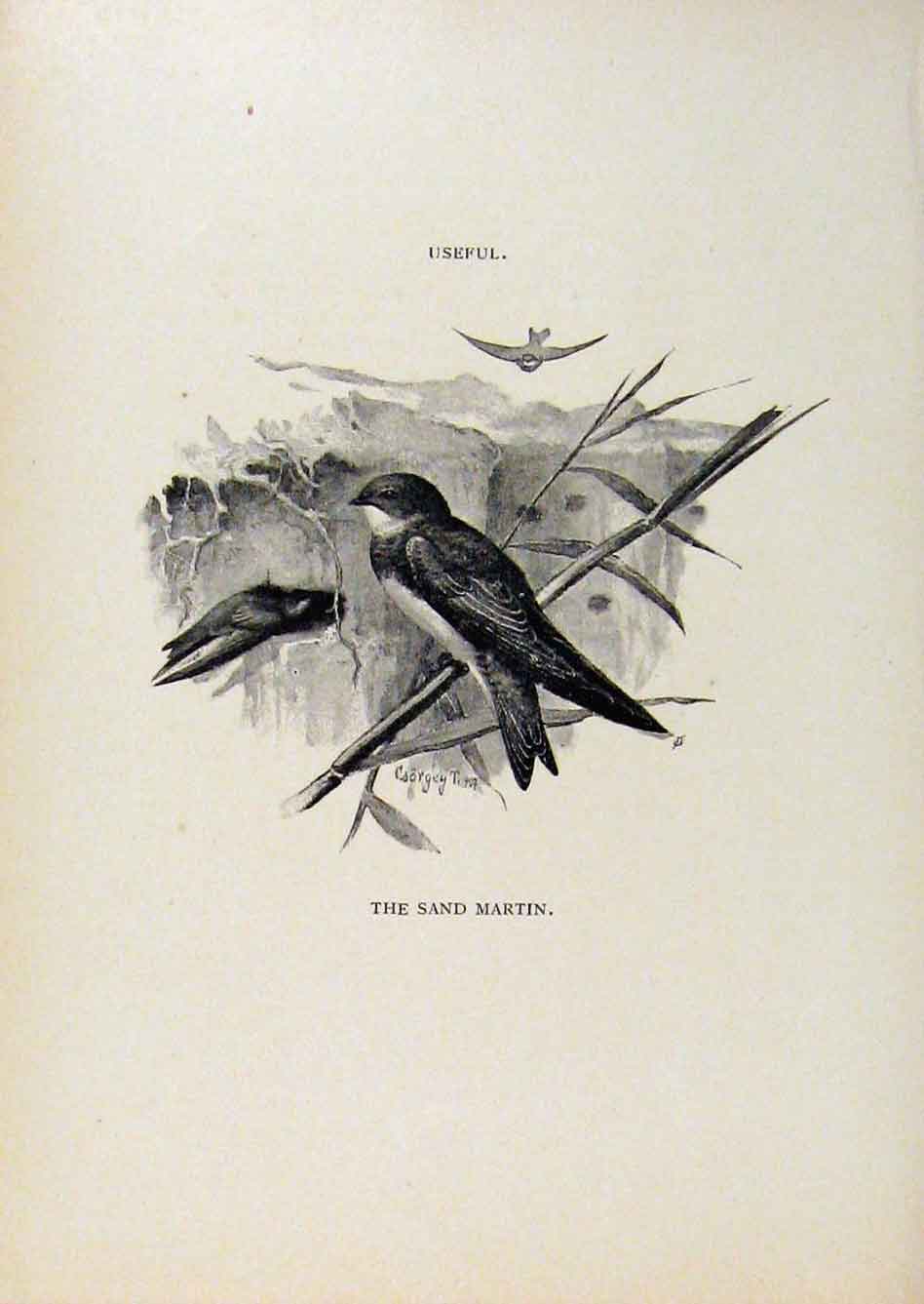 Original Old Antique Print Birds Useful And Harmful Sand Martin C1909 By Csorgey