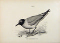 Original Old Antique Print Birds Useful And Harmful Black Headed Gull By Csorgey