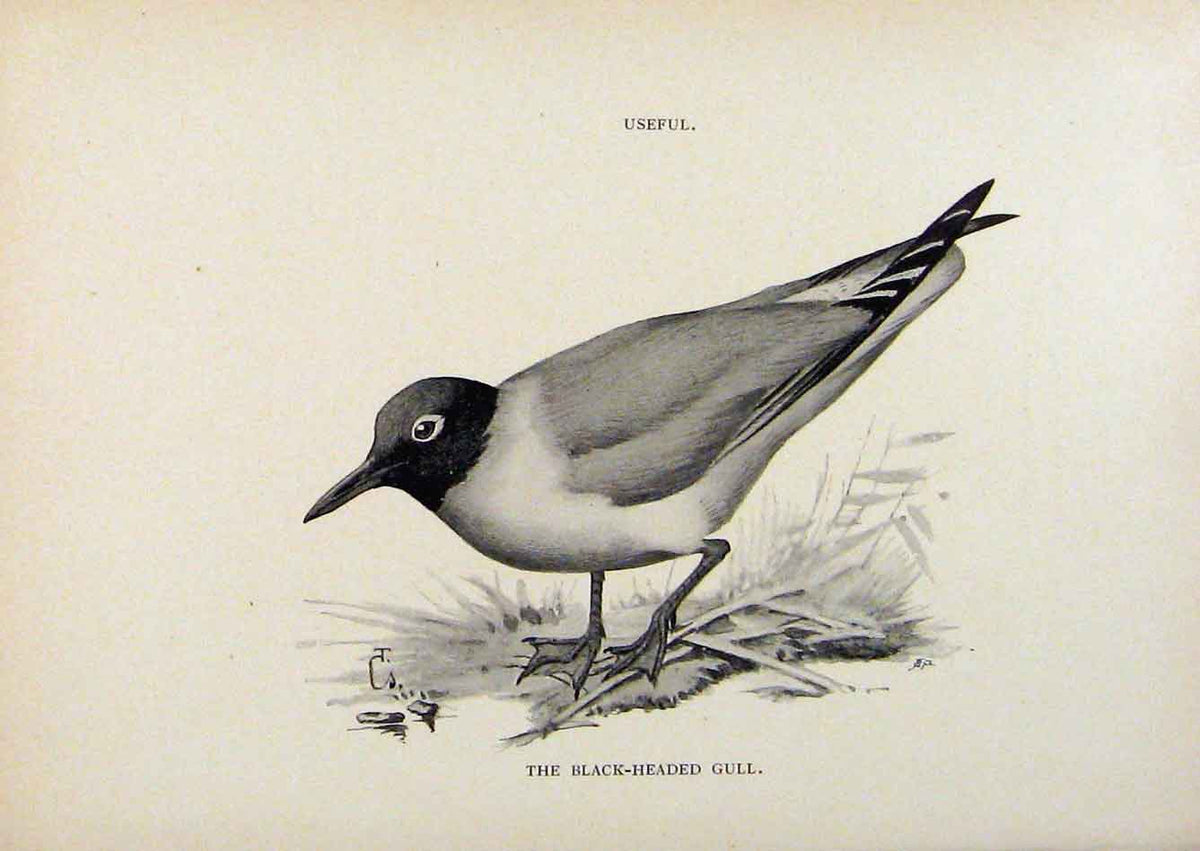 Original Old Antique Print Birds Useful And Harmful Black Headed Gull By Csorgey
