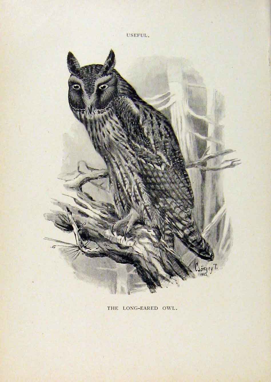 Original Old Antique Print Birds Useful And Harmful Long Eared Owl C1909 20th