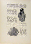 Original Old Antique Print Birds Useful And Harmful Swallow Partridge Wing