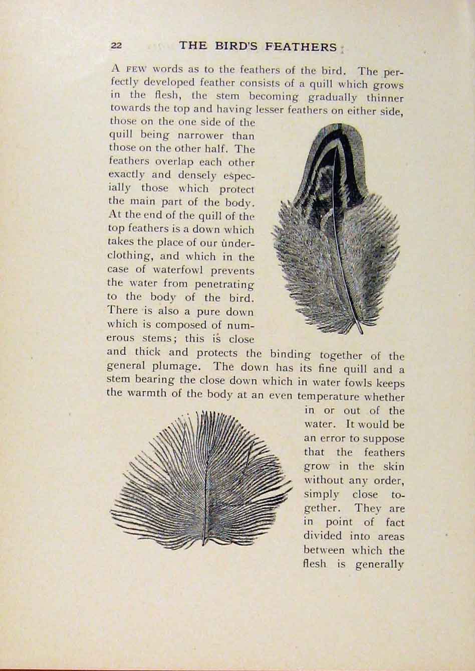 Original Old Antique Print Birds Useful And Harmful Swallow Partridge Wing