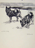 Original Old Vintage Print Sporting Dogs 1938 Vernon Stokes Sketch Vernon Stokes