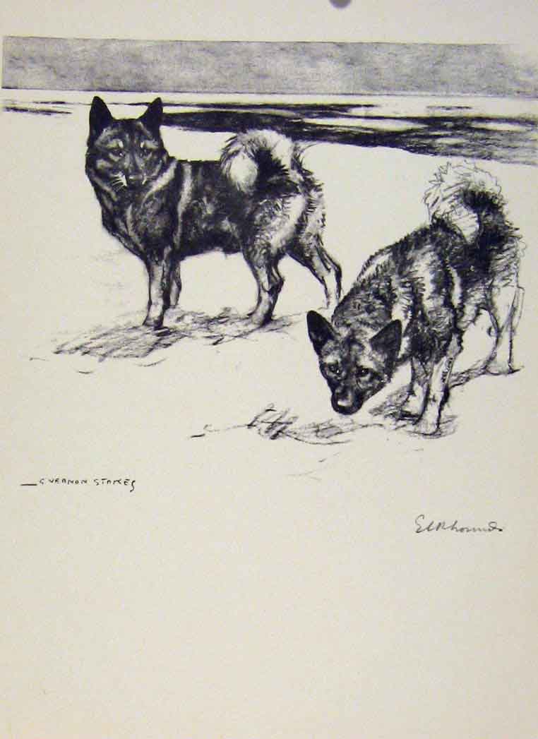 Original Old Vintage Print Sporting Dogs 1938 Vernon Stokes Sketch Vernon Stokes