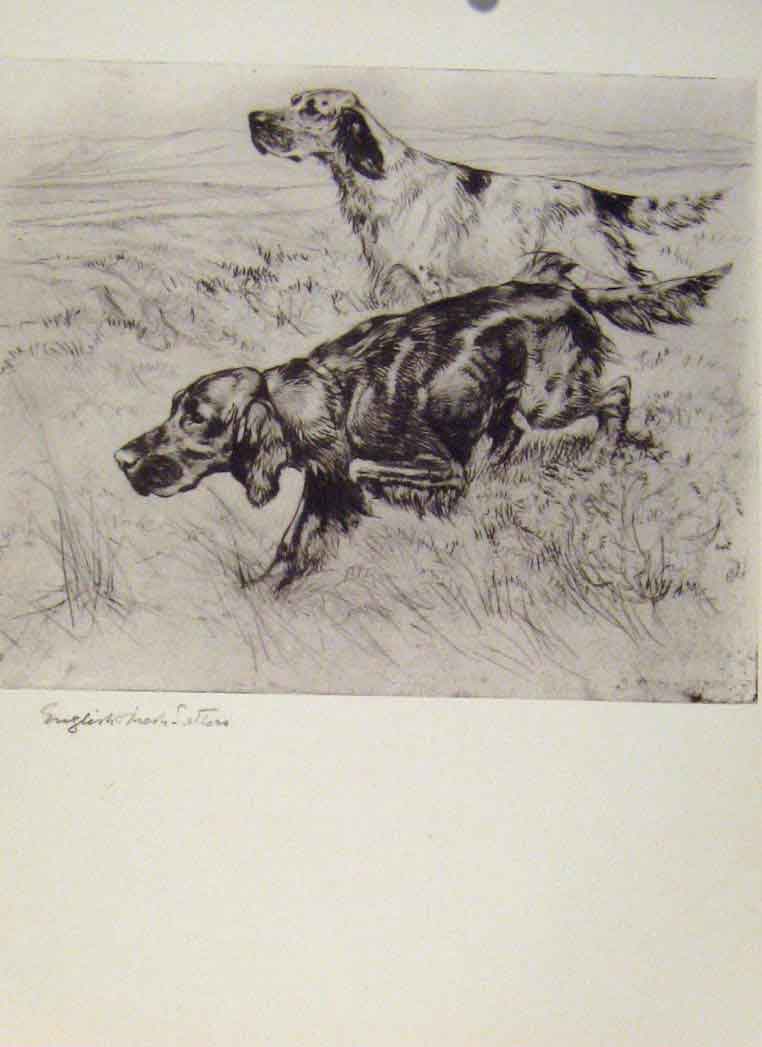 Original Old Vintage Print Sporting Dogs 1938 Vernon Stokes Houndns Sketch 20th
