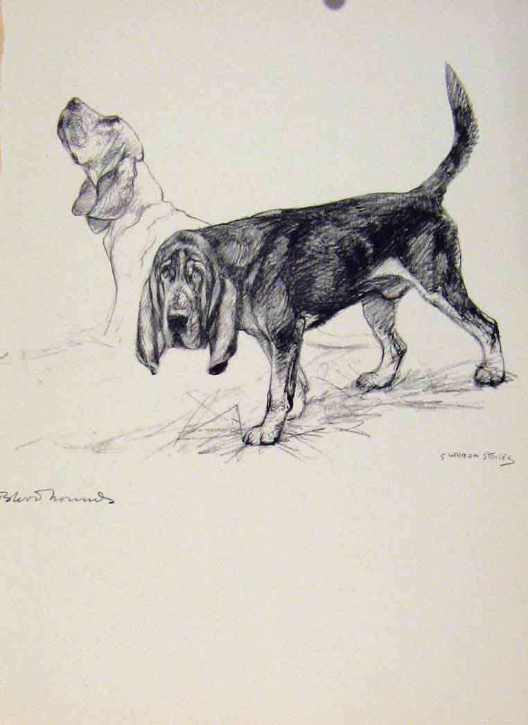 Original Old Vintage Print Sporting Dogs 1938 Vernon Stokes Hound 20th Century