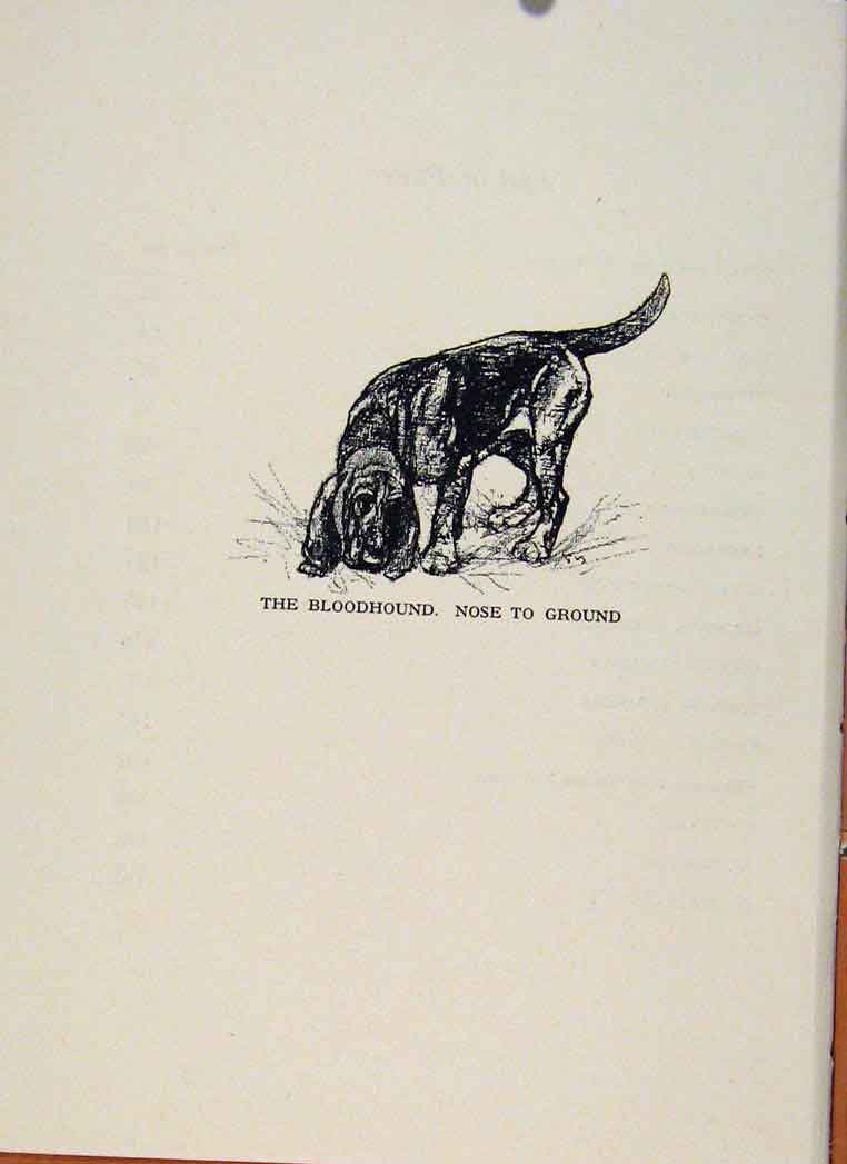 Original Old Vintage Print Sporting Dogs 1938 Vernon Stokes Bloodhound Sniffing