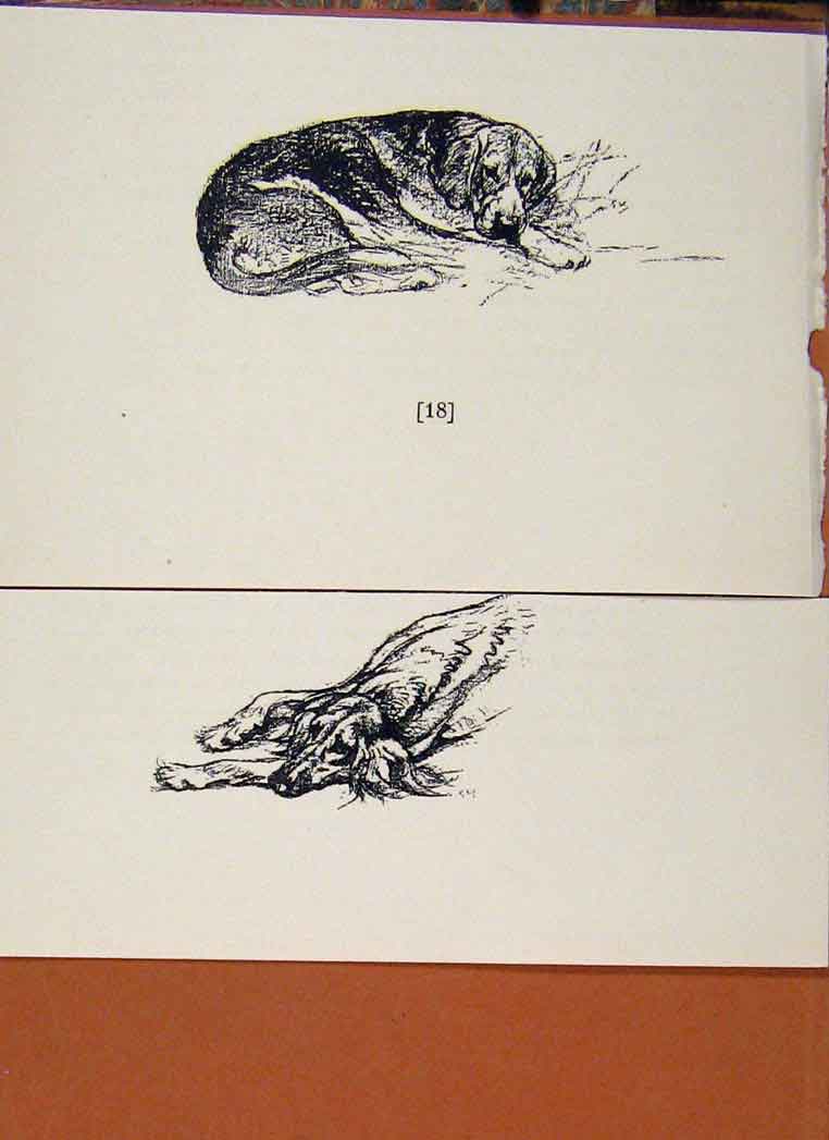 Original Old Vintage Print Sporting Dogs 1938 Vernon Stokes Sleeping Hound 20th