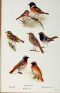 Original Old Antique Print British Birds By W Foster Whinchat Stonechat Redstart