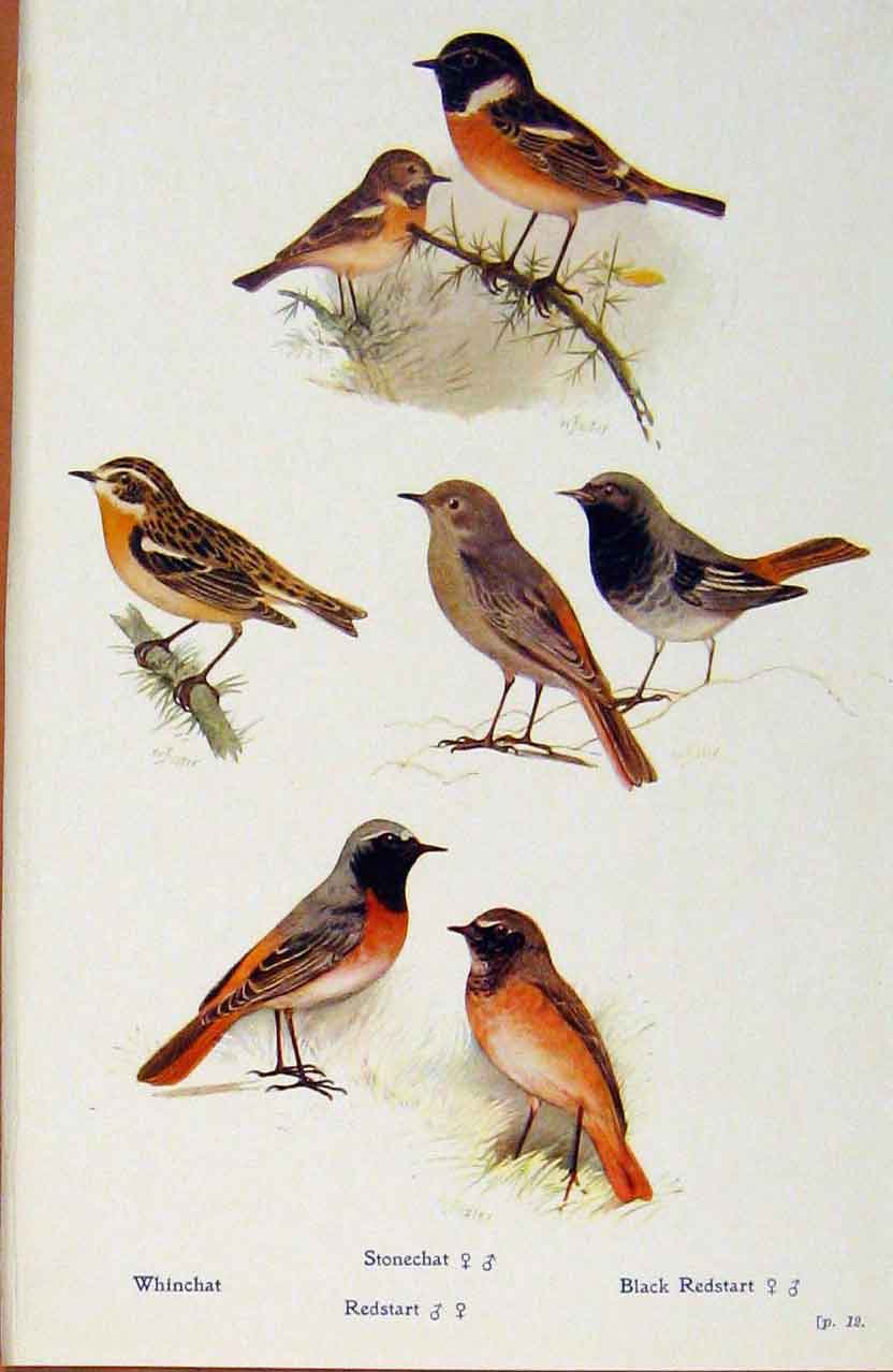 Original Old Antique Print British Birds By W Foster Whinchat Stonechat Redstart