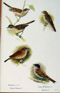 Original Old Antique Print British Birds By W Foster Whitetroat Warbler Blackcap