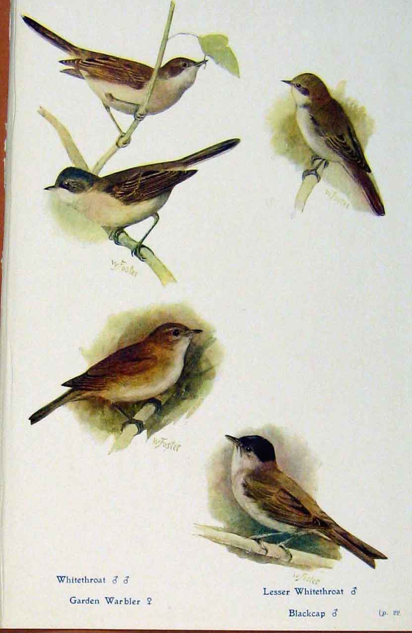 Original Old Antique Print British Birds By W Foster Whitetroat Warbler Blackcap