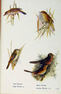 Original Old Antique Print British Birds By W Foster Reed Warbler Marsh Sedge