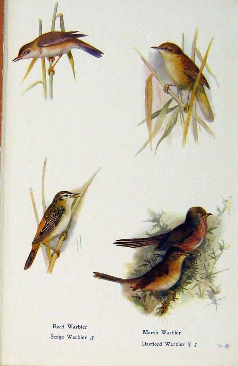 Original Old Antique Print British Birds By W Foster Reed Warbler Marsh Sedge
