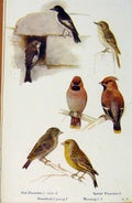 Original Old Antique Print British Birds By W Foster Oied Flycatcher Waxwing