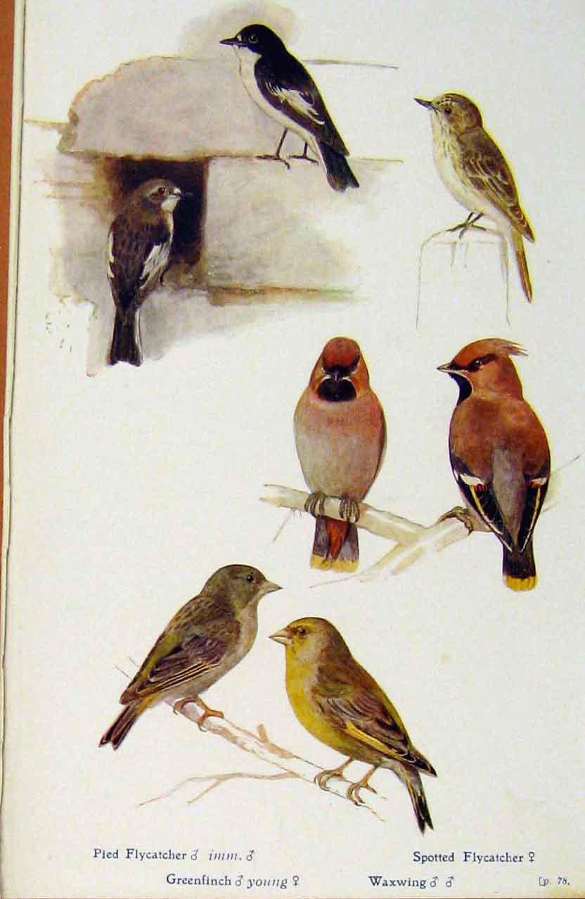 Original Old Antique Print British Birds By W Foster Oied Flycatcher Waxwing