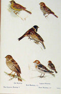 Original Old Antique Print British Birds By W Foster Cirl Reed Lapland Bunting