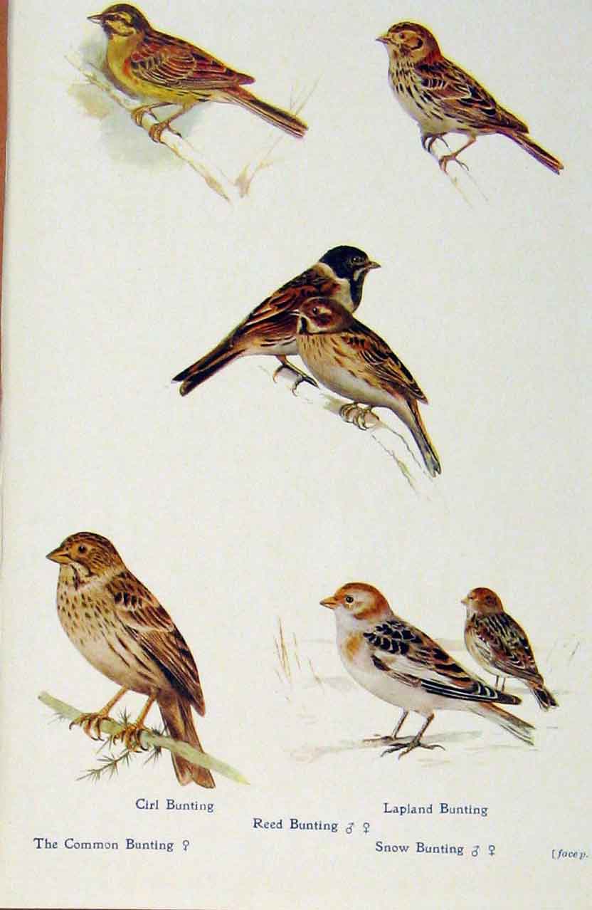 Original Old Antique Print British Birds By W Foster Cirl Reed Lapland Bunting