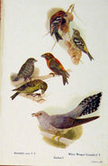 Original Old Antique Print British Birds By W Foster Crossbill Cuckoo