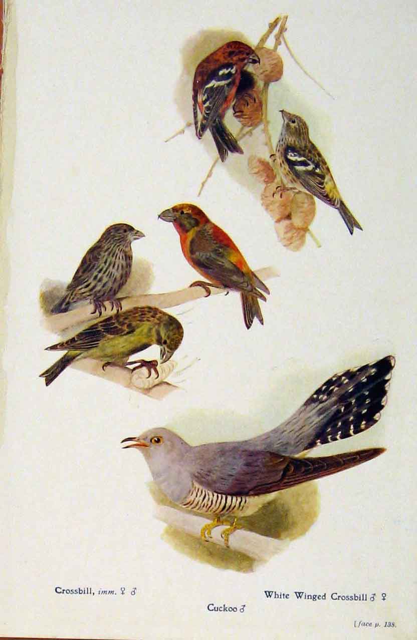 Original Old Antique Print British Birds By W Foster Crossbill Cuckoo