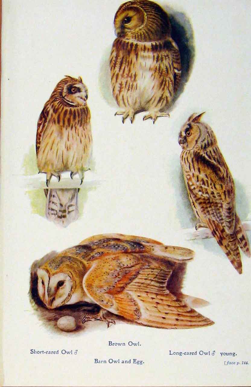Old Antique Print British Birds By W Foster Barn Owl Longeared Shorteared