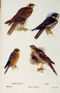 Original Old Antique Print British Birds By W Foster Marsh Harrier Hobby Merlin