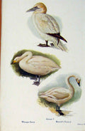 Original Old Antique Print British Birds By W Foster Whooper Swan Gannet Bewicks