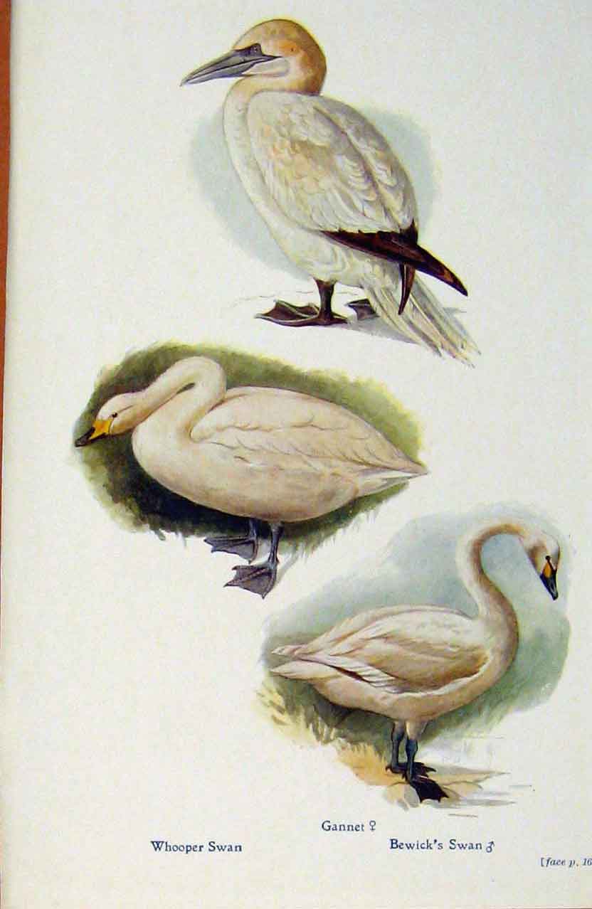 Original Old Antique Print British Birds By W Foster Whooper Swan Gannet Bewicks