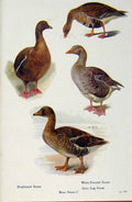 Original Old Antique Print British Birds By W Foster Goose Bean Pinkfooted Grey