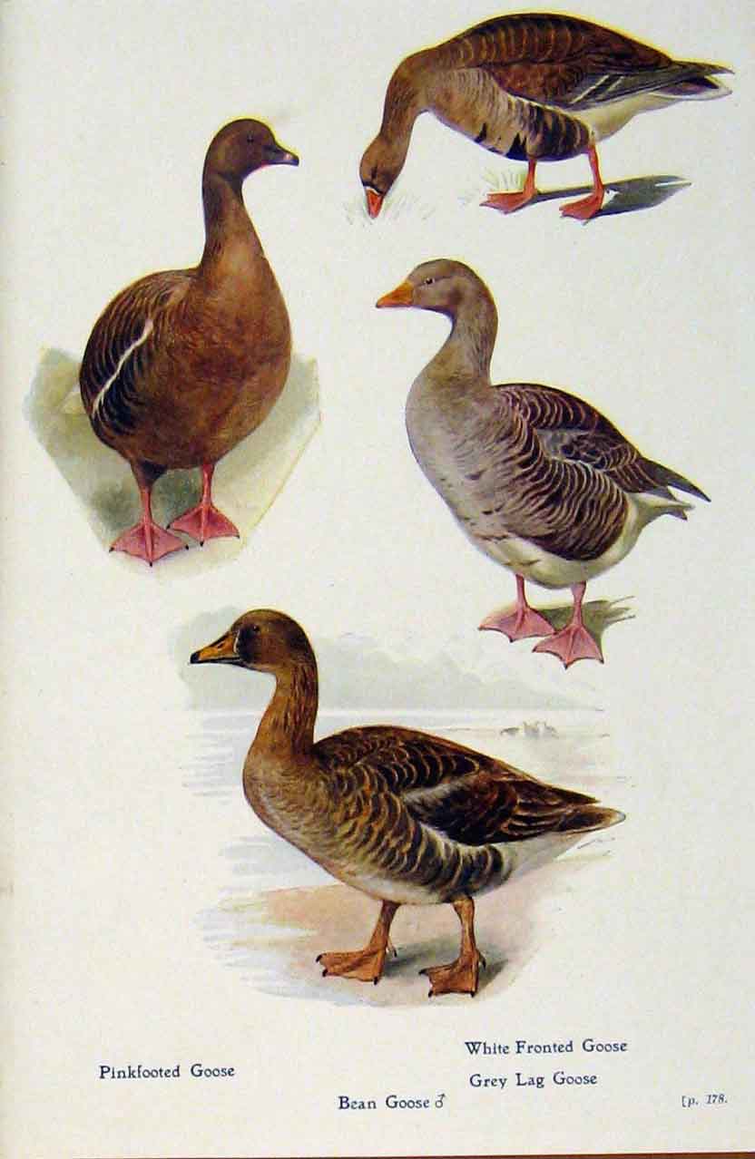 Original Old Antique Print British Birds By W Foster Goose Bean Pinkfooted Grey