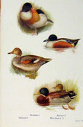 Original Old Antique Print British Birds By W Foster Sheldrake Shoveler Gadwall