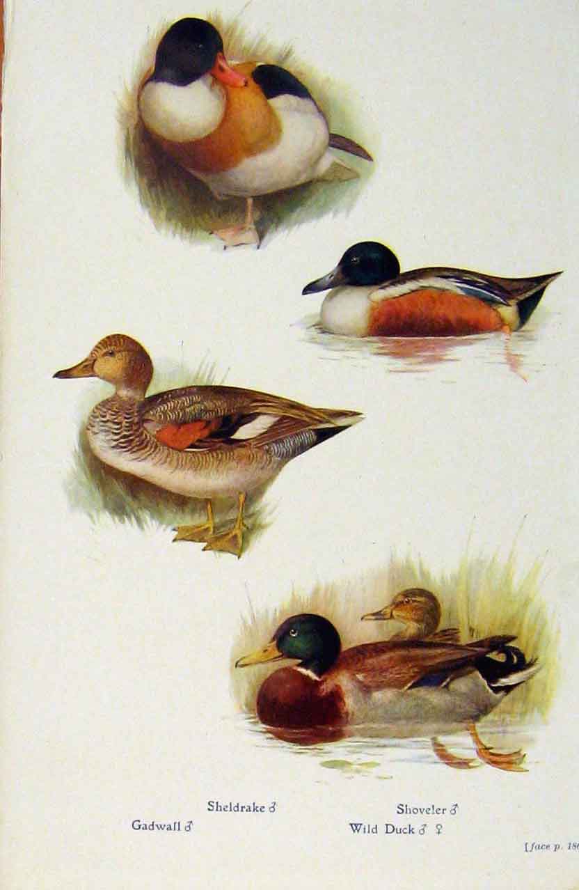 Original Old Antique Print British Birds By W Foster Sheldrake Shoveler Gadwall