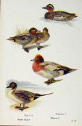 Original Old Antique Print British Birds By W Foster Pintil Duck Garaney Wigeon